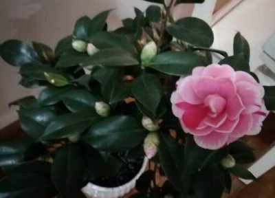 茶花换盆后叶子全掉了怎么办 新买的茶花没换盆换土为啥大量掉叶呢