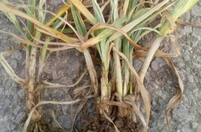 小麦纹枯病防治方法与关键措施 小麦纹枯病用什么药拌种
