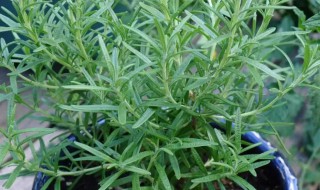 迷迭香能不能在室内种 迷迭香可以在室内种植吗