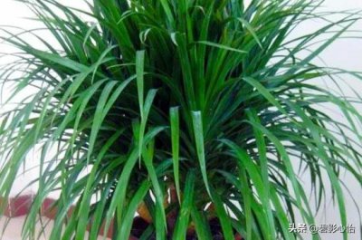 龙血树的寓意与风水作用 养龙血树对家里的风水好不好