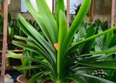 怎样让君子兰叶子油亮 怎样使君子兰叶片长的厚实有光泽