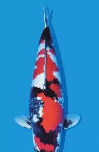 鱼池水变绿如何处理方法 养鱼水质变色的原因及解救方法