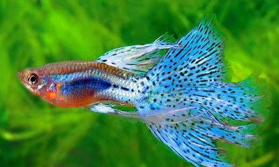 孔雀鱼缸铺石头还是裸缸好 养孔雀鱼用什么样的鱼缸好