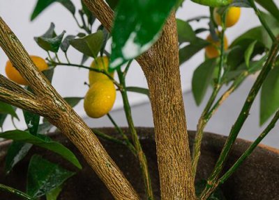 金桔是否怕冻 金桔冬天怎么养护