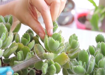 熊童子扦插生根时间 熊童子扦插多久生根