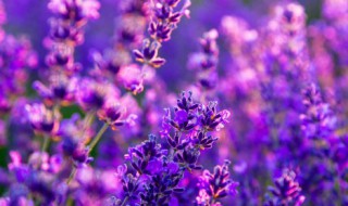 这个冬天怎么才能养好花 冬天怎么养花