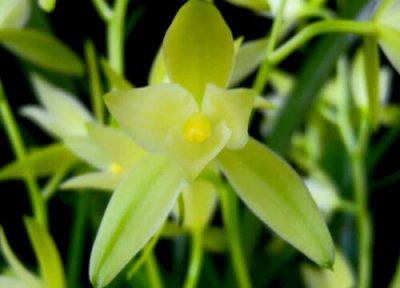 兰花摆放哪里招财 摆放家中哪个位置旺财风水好