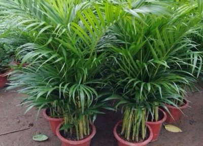 散尾竹什么时候分盆最佳 散尾竹怎么分盆容易成活