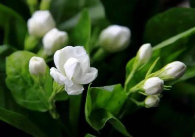 茉莉扦插时间 茉莉扦插生根最快方法