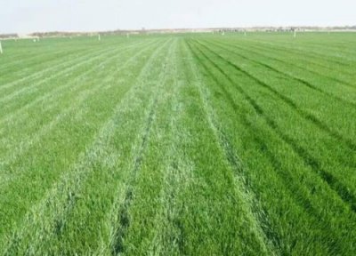 果岭草草坪优缺点 冷季型草坪果岭草养护好冬天常青