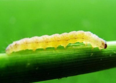 榕树钻心虫症状 榕树钻心虫防治方法