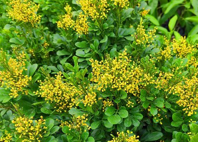 米兰花什么时候开花 一年开几次花