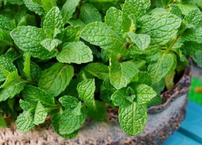 薄荷能放在卧室吗 放在卧室里对睡眠好吗