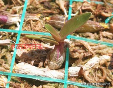 石斛如何扦插才繁殖的好 扦插时间、方法和注意事项