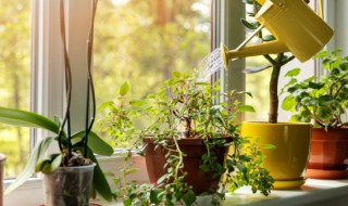 客厅摆什么花好 客厅最旺宅的植物