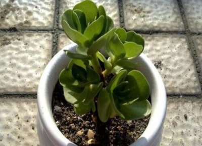 金钱木什么时候修剪 金钱木怎么修剪方法