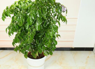 富贵树用肥 富贵树用什么肥料