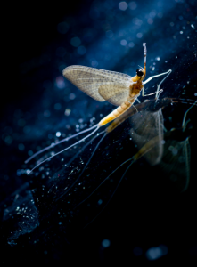 蜉蝣为什么只能活一天 蜉蝣存活一天的目的是什么