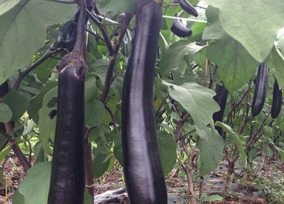 大棚茄子亩产量一般多少斤 种一亩大棚茄子的利润