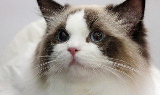 母猫怎么绝育 母猫如何绝育