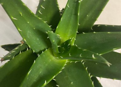 办公室花的摆放风水位置 办公室适合放什么花风水好