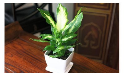 粉黛万年青的养殖方法 粉黛万年青的养殖方法和注意事项