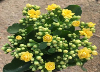 长寿花怎么浇水? 长寿花正确的浇水方法