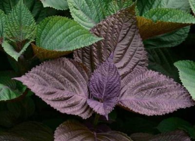 紫苏叶采摘时间 紫苏叶什么时候采摘