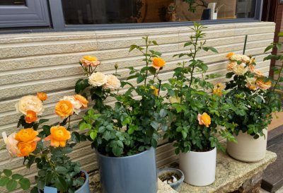 懒人一定要养这5种花 公认好养又省心的5种花卉植物