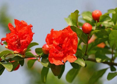 石榴花的花期时间 石榴花花期是什么时候