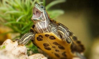 乌龟冬天怎么养才能长大 冬天养殖乌龟的教程