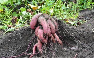 怎么样才能让红薯长得更好种植 红薯如何种植长得多高产
