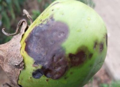 茄子种植中常见病害 茄子病虫害防治技术与方法措施