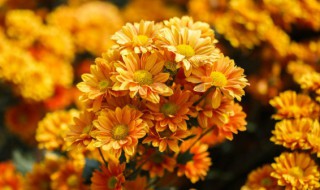 春节摆什么花束 适合过年摆家里的花