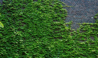 北方室外爬墙植物有哪些 北方可以种的爬藤植物推荐
