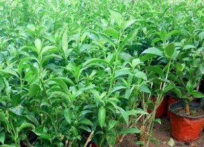 夜来香几月扦插好 夜来香扦插时间和方法