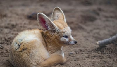 地球十大最可爱动物图片 世界上萌萌可爱的动物盘点