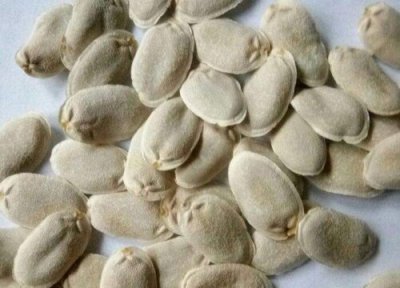 丝瓜种子怎么播种 丝瓜种子怎么种植方法