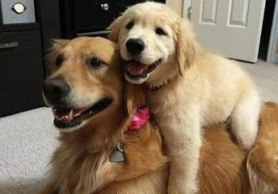 新手养拉布拉多还是金毛好 第一次养狗适合养金毛吗