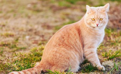 猫咪一般能活几年时间 5招可延长家里宠物猫咪的寿命