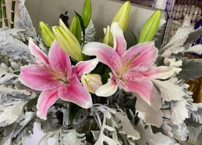 百合可以晒太阳吗 能在太阳底下晒吗