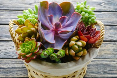 徒长的多肉怎么处理图解 徒长的多肉怎么处理才能养好