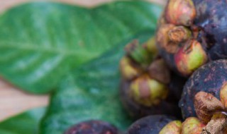 海南山竹如何储存保鲜 山竹的保存方法