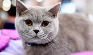 猫粮怎么喂 如何喂猫粮