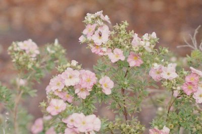 反套路最厉害的星座女生 特别聪明反套路能力强的星座