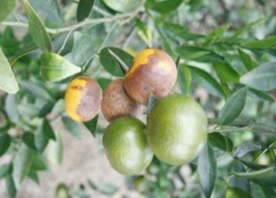 柑橘炭疽病发病原因 柑橘炭疽病的发病原因及治疗方法