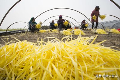 韭黄和韭菜的区别在哪里 韭黄和韭菜哪个更有营养