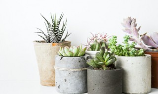 在家适合养什么花卉盆栽 在家适合养的花卉盆栽