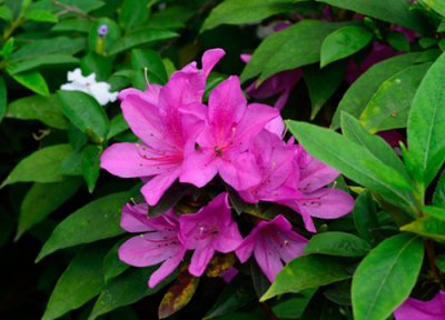 映山红是常绿还是落叶树 映山红喜阴还是喜阳光的植物