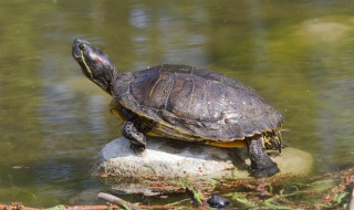 冬天室内如何养好乌龟 冬天室内怎么养好乌龟